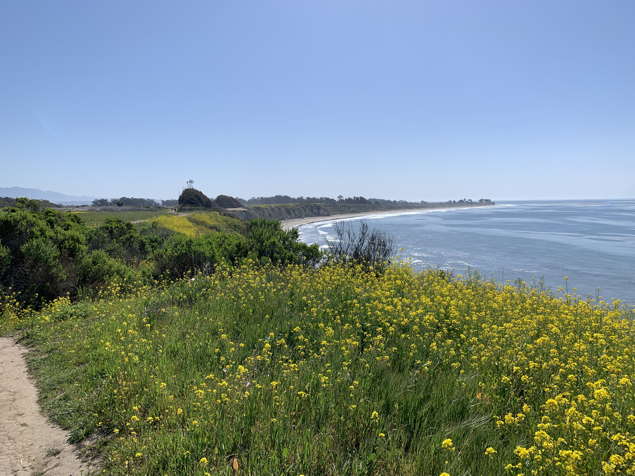 Photograph of blue sky and ocean view with tall green grass in foreground