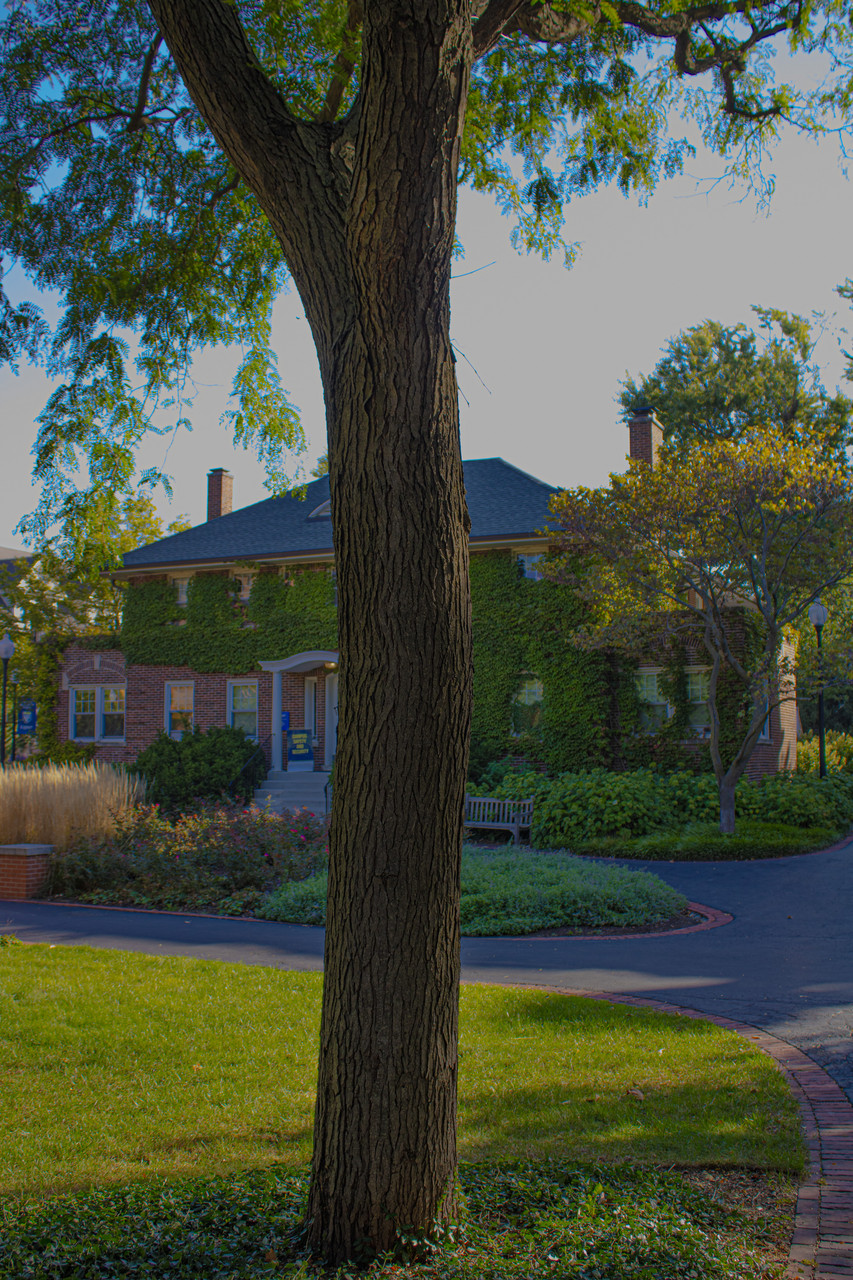 Photograph of tree with house covered in ivy in the background