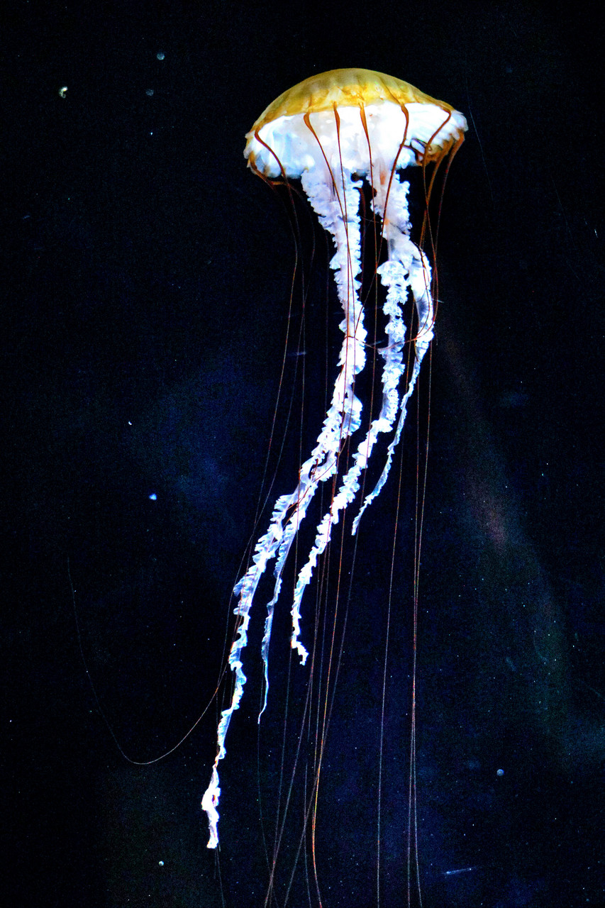 Photograph of jellyfish floating in water