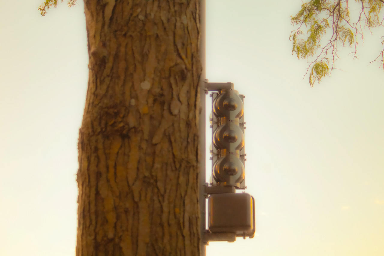 image of tree and traffic light