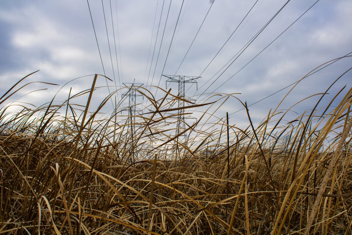 Image of long grass in foreground with blue sky and powerlines in background