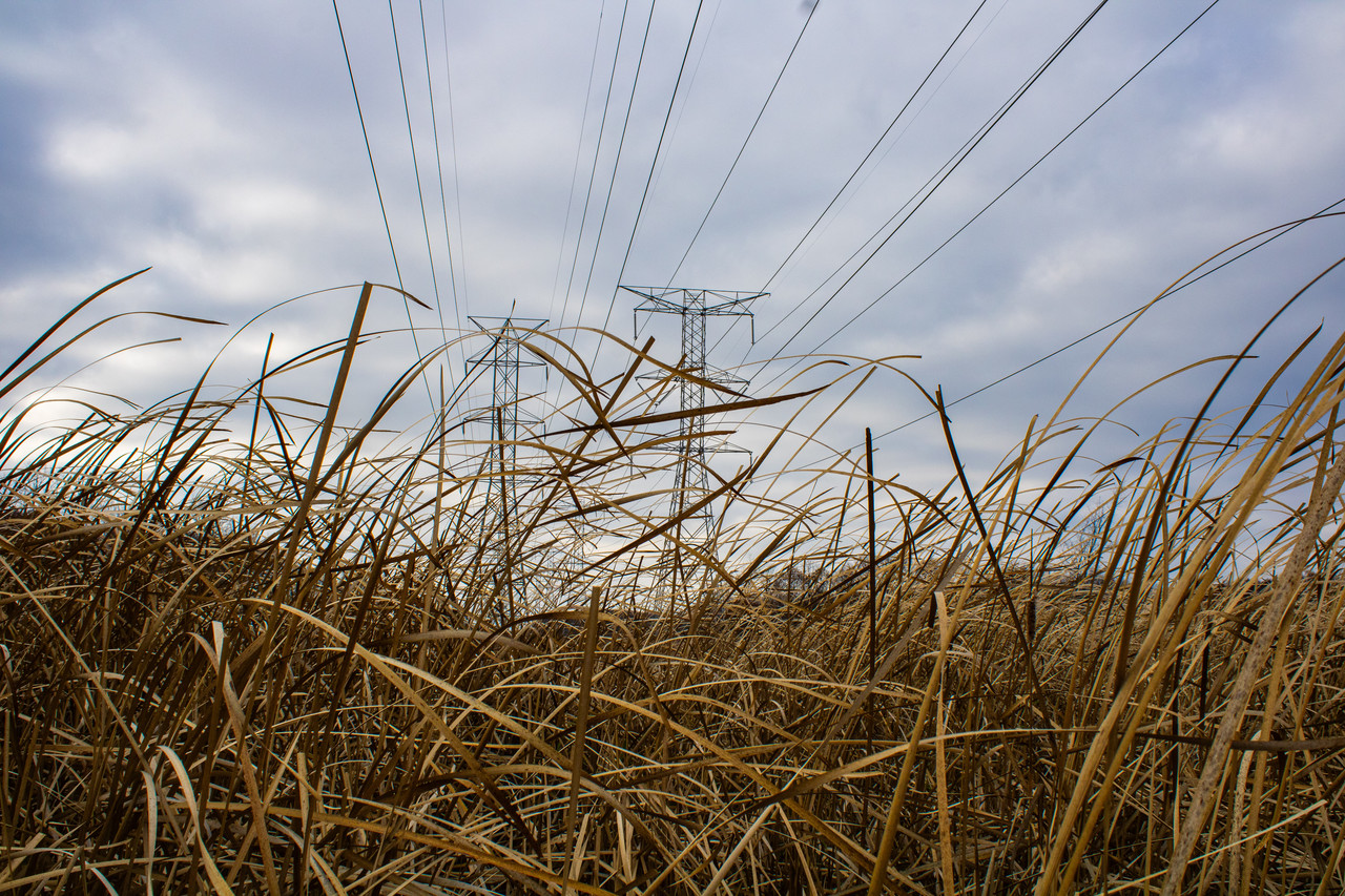 Image of long grass in foreground with blue sky and powerlines in background