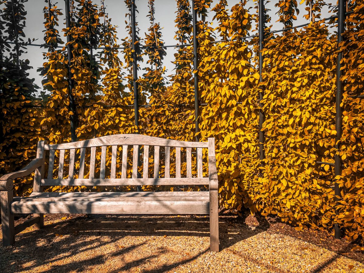 Photograph of bench in autumn with tall yellow leaves behind it