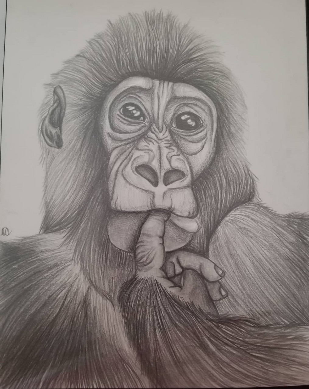 Pencil drawing of young monkey with finger near mouth